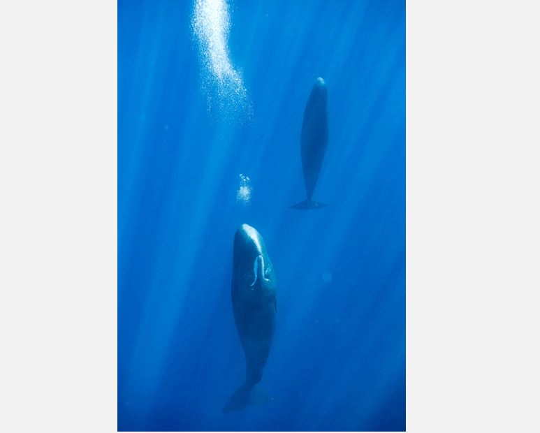 World News: Blowing bubbles helps resting sperm whales avoid floating on surface